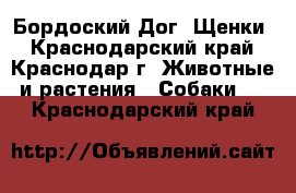 Бордоский Дог. Щенки - Краснодарский край, Краснодар г. Животные и растения » Собаки   . Краснодарский край